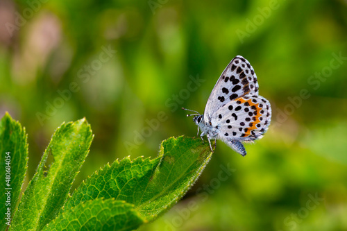 a wonderful little butterfly with black dots,Checkered Blue, Scolitantides orion photo