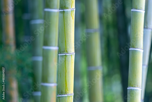 Japanese bamboo in a park.