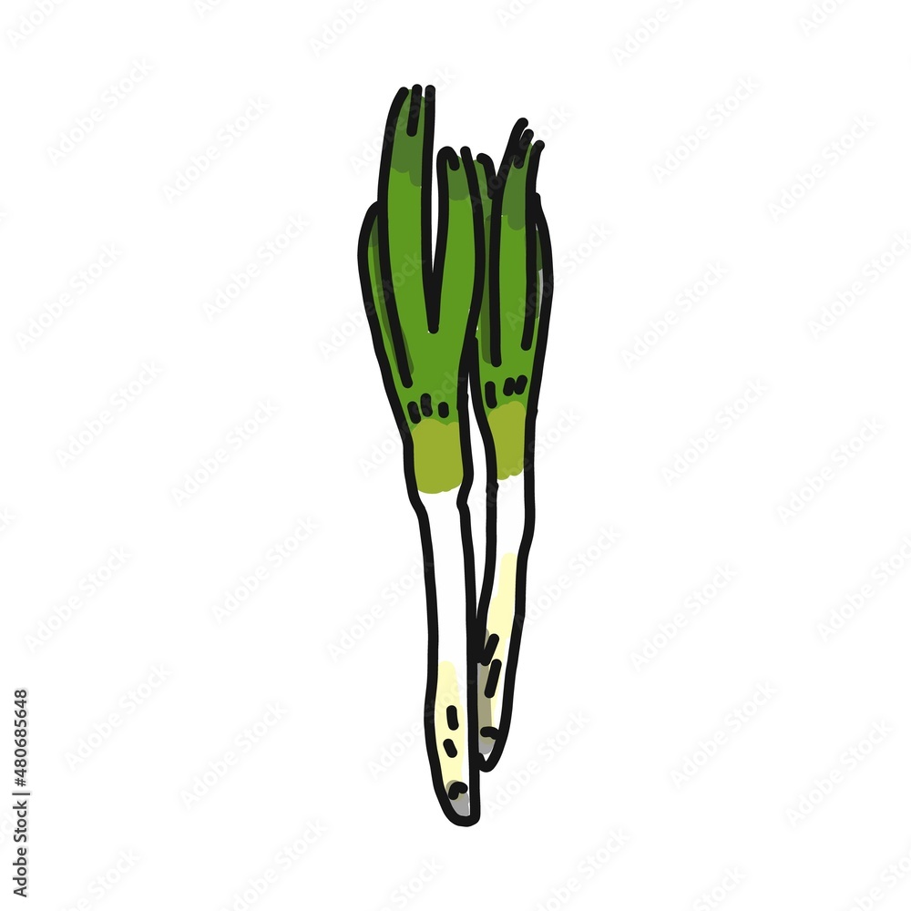 生のネギのイラストです。 生のネギのイラストです。