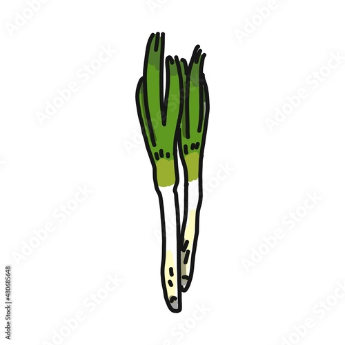 生のネギのイラストです。