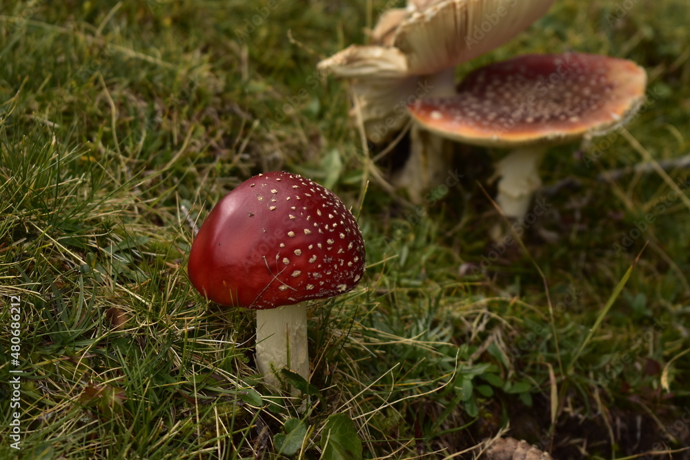 Toadstool in Austria