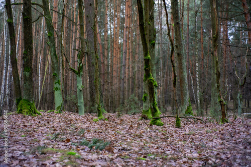 Fototapeta Naklejka Na Ścianę i Meble -  las