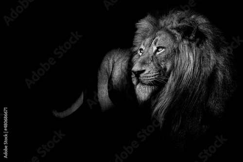 African male lion   wildlife animal Black and white