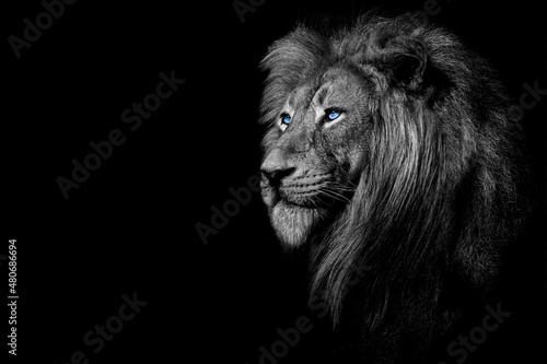 African male lion , wildlife animal Black and white but with colored eyes © Vieriu
