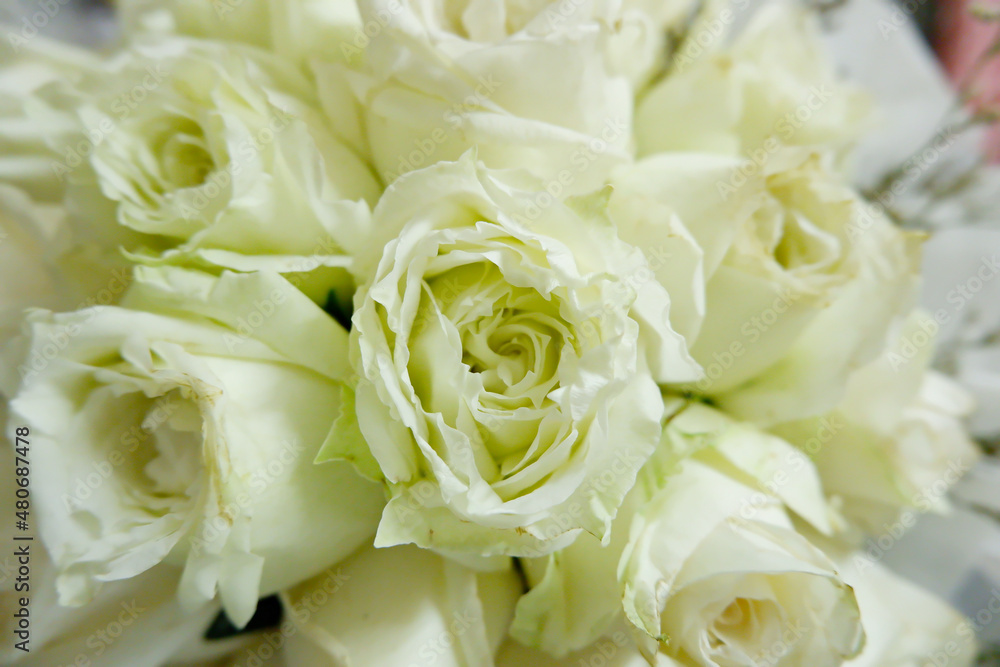 Fototapeta premium White rose or rose background.