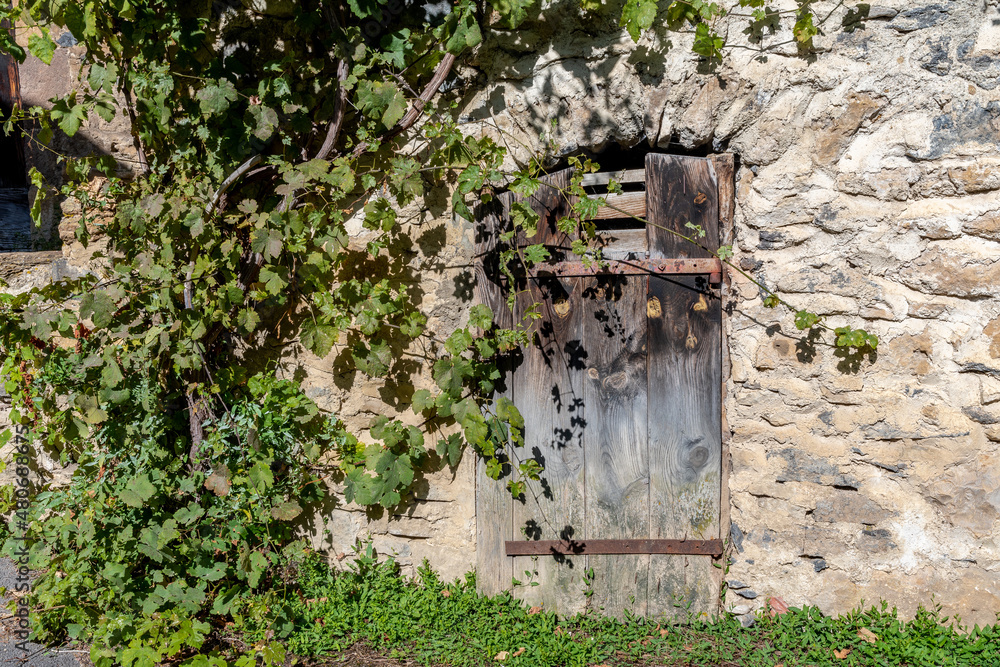 Vieille porte d'une grange en bois recouverte d'une ancienne vigne verte
Vieille porte d'une grange en bois recouverte d'une ancienne vigne verte