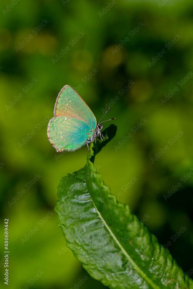 Fototapeta premium Callophrys rubi, tiny butterfly with a wonderful green color
