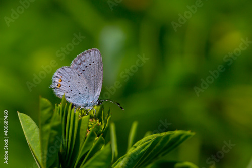 tiny butterfly on green leaf on green background,Cupido alcetas photo