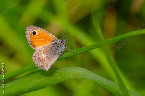 little butterfly clinging to a green grass, Coenonympha pamphilus