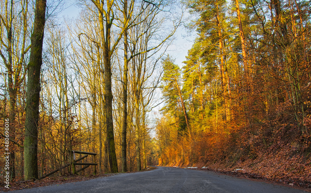 Obraz premium Weg durch den Herbstwald
