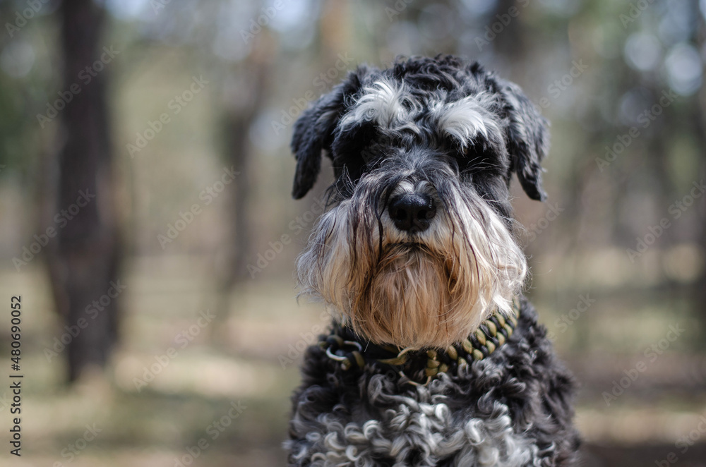 Cute black miniature schnauzer dog with silver color in spring park or forest