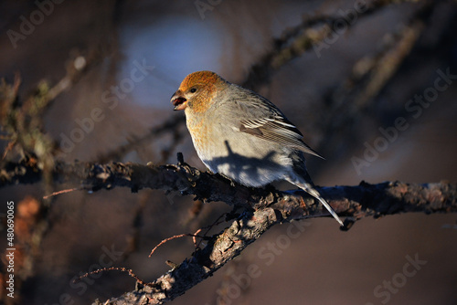 robin on branch © Платон Балько