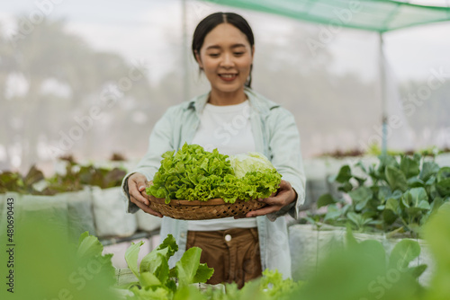 Female gardener harvested fresh vegetables in farm. Asian farmer in vegetable organic farm. Hydroponics organic farm concept.