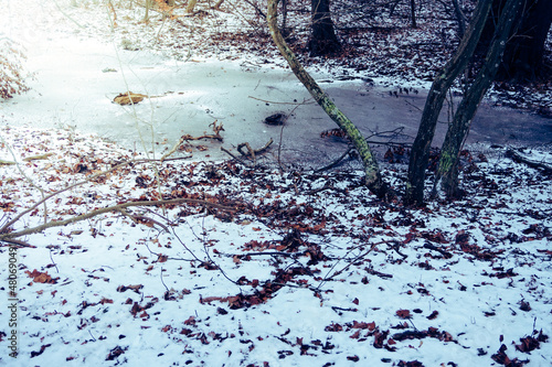 Fototapeta Naklejka Na Ścianę i Meble -  Frozen swamp in winter, Kolobrzeg Podczele, Poland