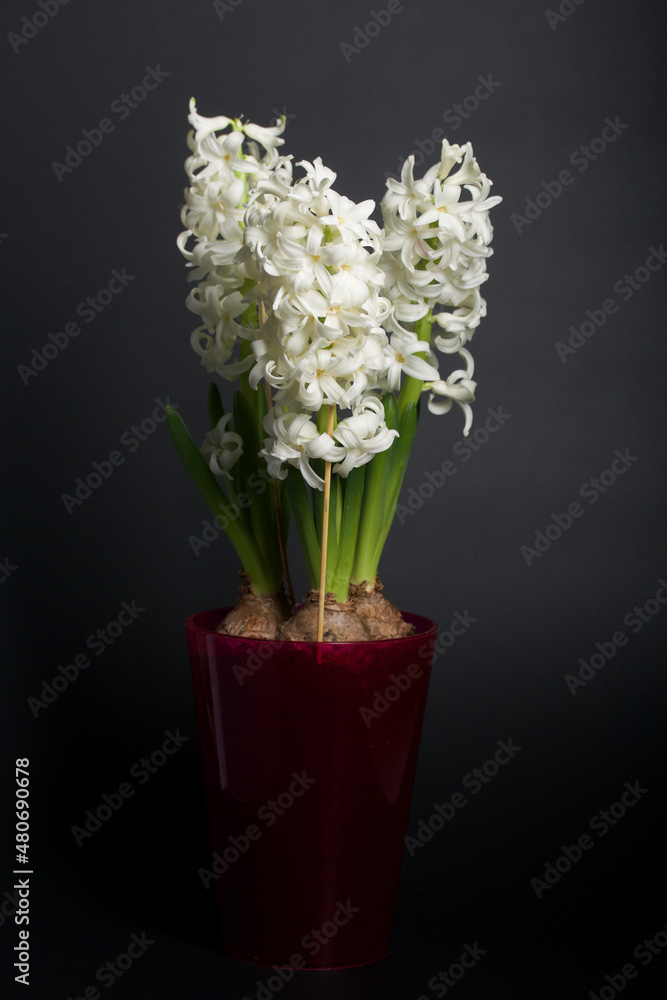 Blooming hyacinth in a pot. Bulbs and white flowers are visible. On a black background. Blooming hyacinth in a pot. Bulbs and white flowers are visible. On a black background.