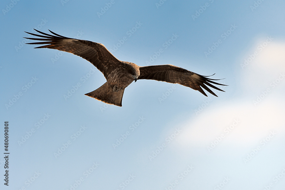 Fototapeta premium トンビの飛翔