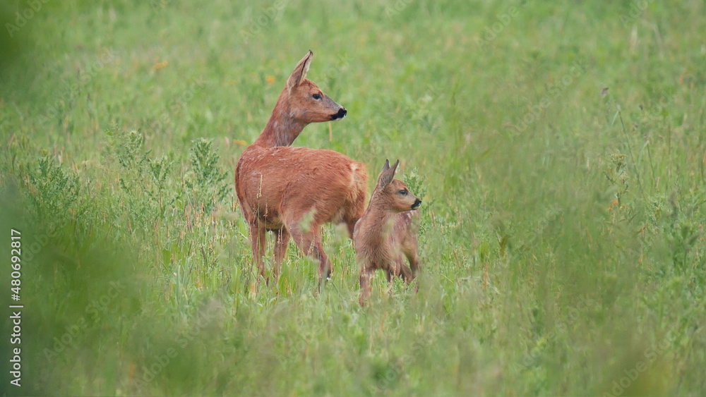 Un Faon et sa maman - Faune biche cerf faon Un Faon et sa maman - Faune biche cerf faon
