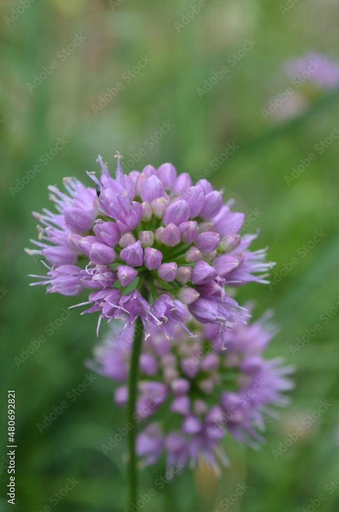 Blooming pink onion, scientific name Allium lusitanicum Blooming pink onion, scientific name Allium lusitanicum