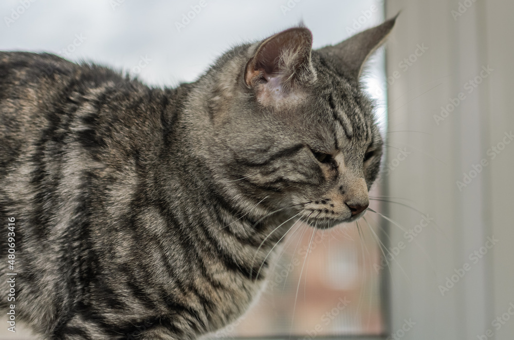 Portrait of a gray cat that sits on the windowsill near the window