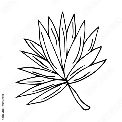 hand drawn leaf vector illustration. Big tropical leave. Simple black stroke. flower lineart isolated graphic elements for your design  floral lineart for classic design.