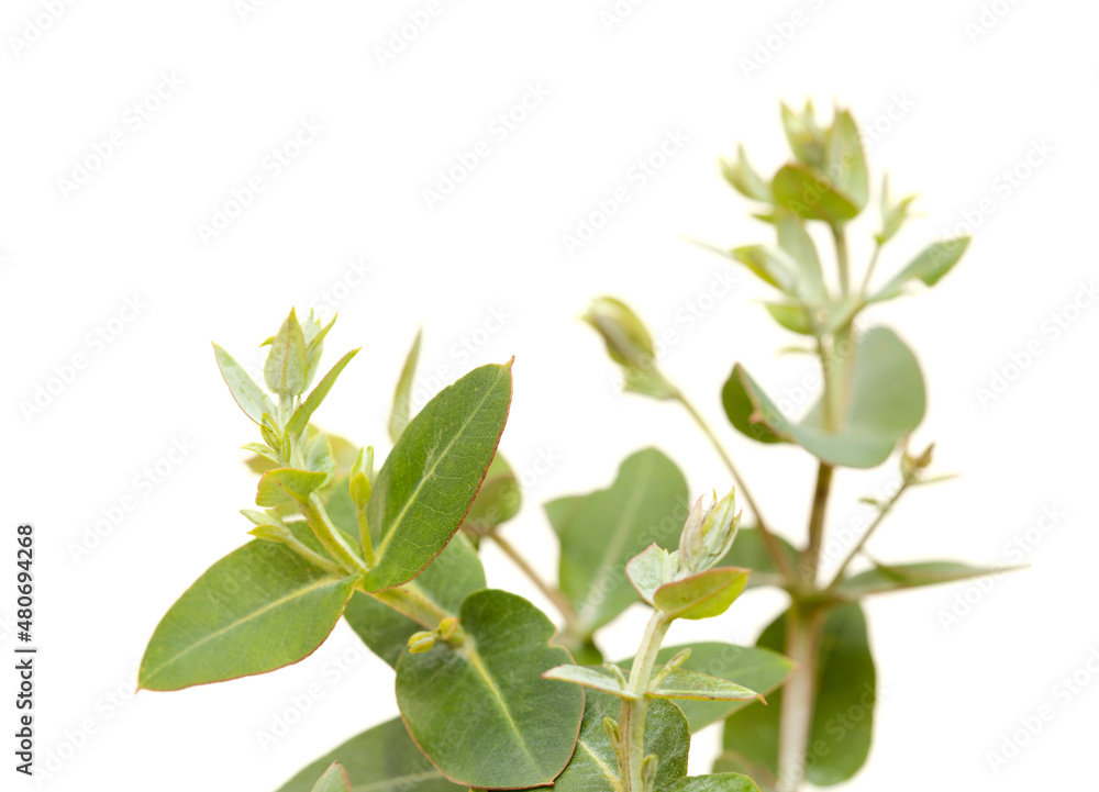 Flora of Gran Canaria -  Eucalyptus camaldulensis, introduced species, glaucous young shoots isolated
