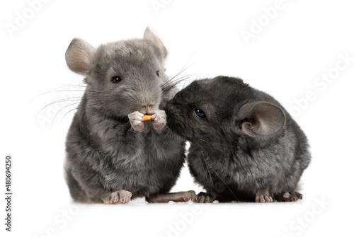 Photos Two small chinchillas are eating food in the studio