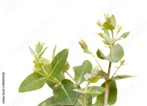 Flora of Gran Canaria - Eucalyptus camaldulensis, introduced species, glaucous young shoots isolated 