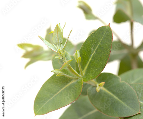 Flora of Gran Canaria - Eucalyptus camaldulensis, introduced species, glaucous young shoots isolated 