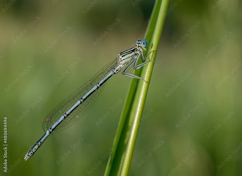 blue dragonfly on a green leaf blue dragonfly on a green leaf