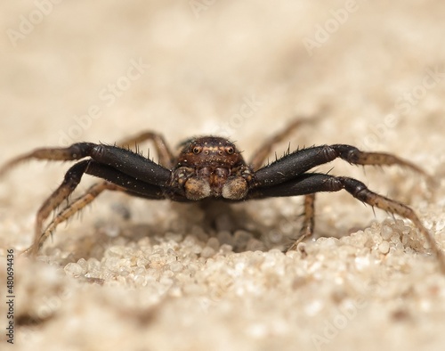 spider on the ground