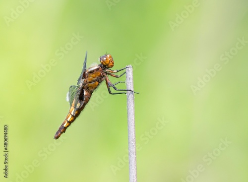 dragonfly on a leaf © Мария Быкова