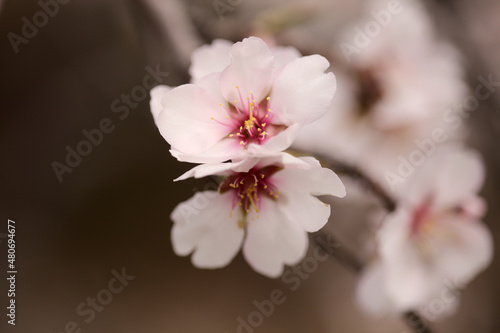 Horticulture of Gran Canaria -  almond trees blooming in Tejeda in January  macro floral background 