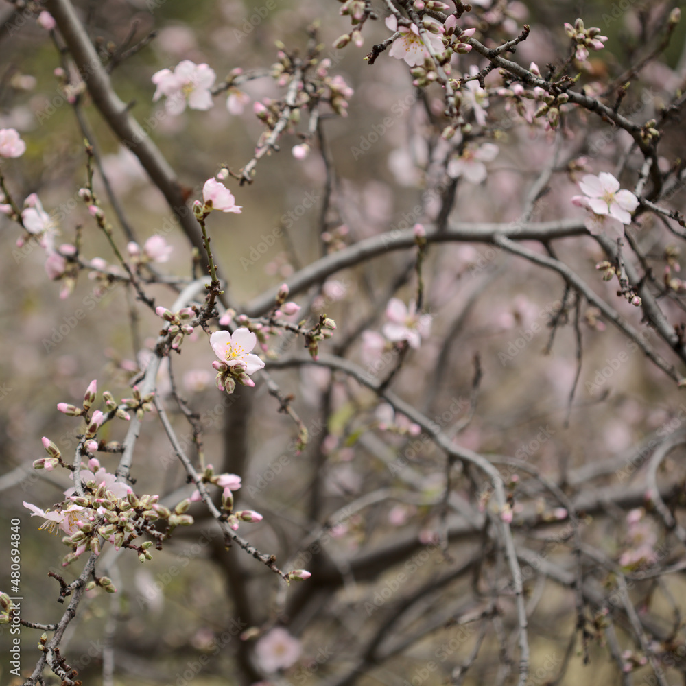Horticulture of Gran Canaria - almond trees blooming in Tejeda in January, macro floral background
Horticulture of Gran Canaria - almond trees blooming in Tejeda in January, macro floral background