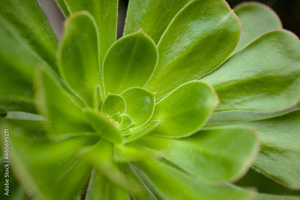 Obraz premium Flora of Gran Canaria - Aeonium undulatum, succulent endemic to the island natural macro floral background 
