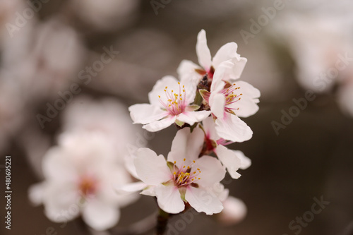 Horticulture of Gran Canaria -  almond trees blooming in Tejeda in January  macro floral background 