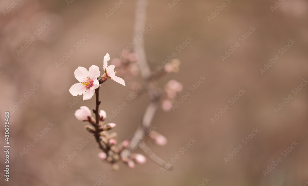Horticulture of Gran Canaria - almond trees blooming in Tejeda in January, macro floral background
Horticulture of Gran Canaria - almond trees blooming in Tejeda in January, macro floral background