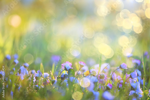 flowers daisies background summer nature, field green flowering colorful daisies © kichigin19