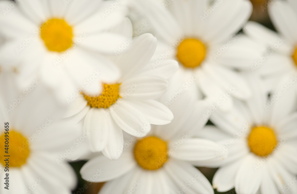 Flora of Gran Canaria - Argyranthemum, marguerite daisy endemic to the Canary Islands Flora of Gran Canaria - Argyranthemum, marguerite daisy endemic to the Canary Islands