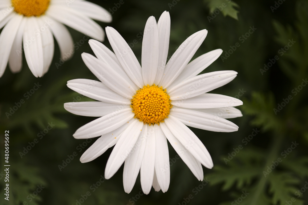 Flora of Gran Canaria - Argyranthemum, marguerite daisy endemic to the Canary Islands Flora of Gran Canaria - Argyranthemum, marguerite daisy endemic to the Canary Islands