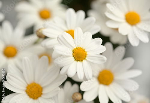 Flora of Gran Canaria -  Argyranthemum  marguerite daisy endemic to the Canary Islands