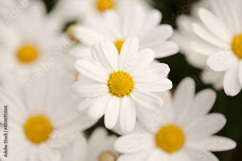 Flora of Gran Canaria -  Argyranthemum  marguerite daisy endemic to the Canary Islands