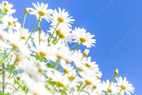 Beautiful white daisy flower with clear blue sky background.
