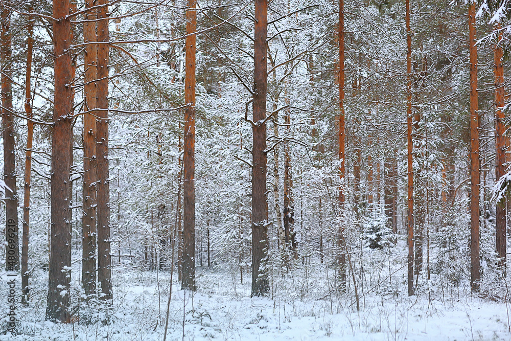 Fototapeta premium winter fir trees in the forest landscape with snow covered in december