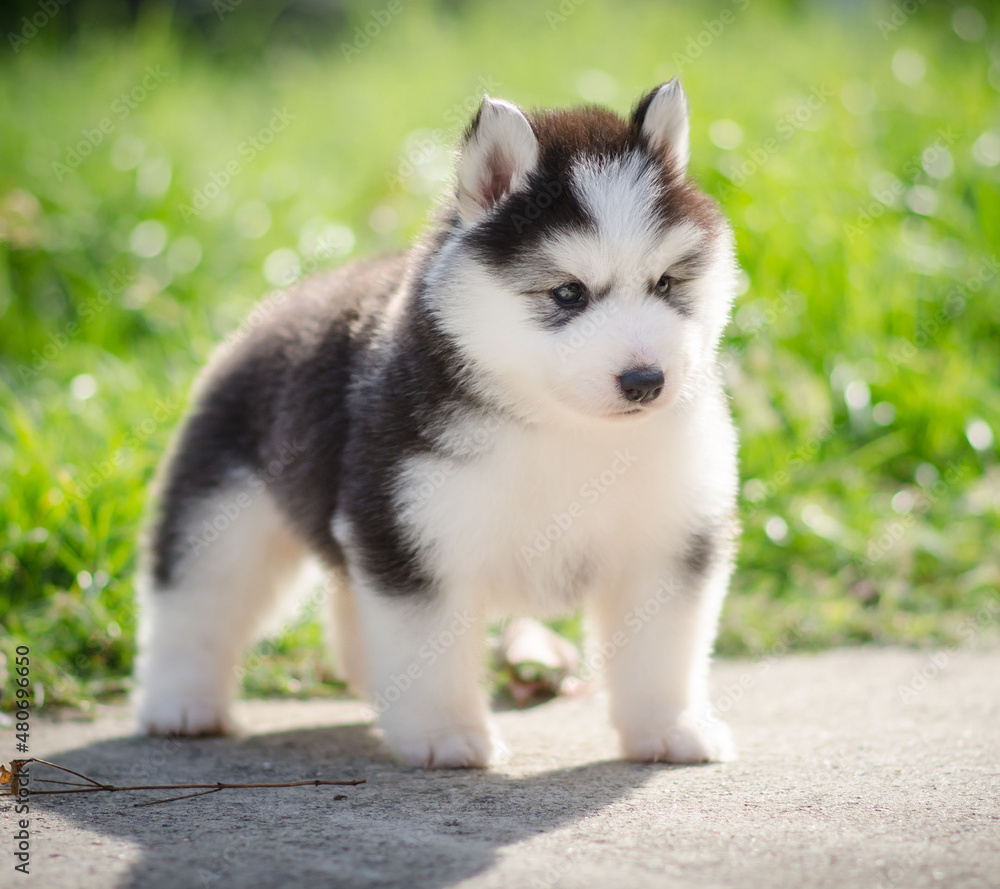 siberian husky puppy siberian husky puppy