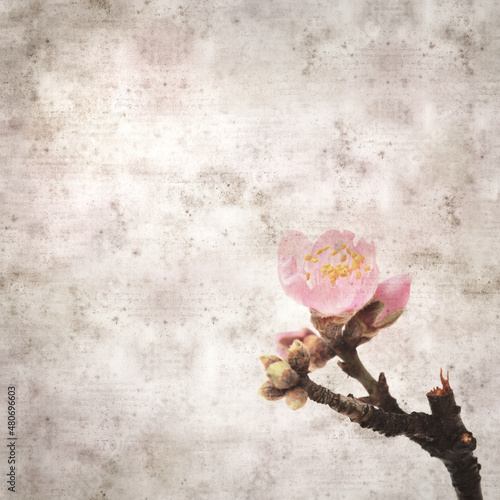 square stylish old textured paper background with almond blossoms from Gran Canaria photo