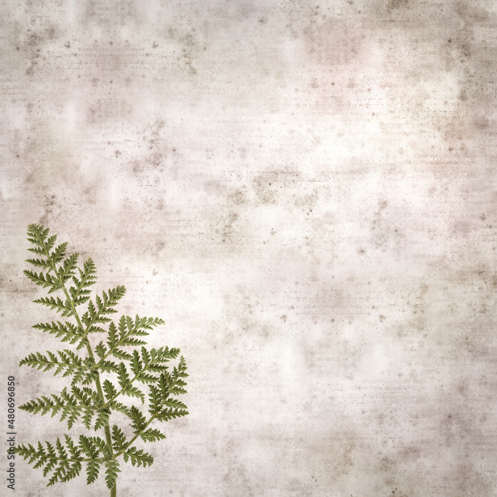 square stylish old textured paper background with lacy leaves of Todaroa montana, plant endemic to the Canary Islands
square stylish old textured paper background with lacy leaves of Todaroa montana, plant endemic to the Canary Islands