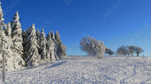 Bizarre Bäume und schneebedeckte Tannen im Schwarzwald bei strahlend blauem Himmel