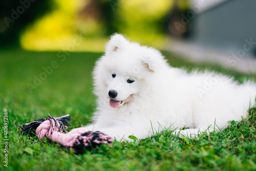 Fluffy white Samoyed puppy dog playing with toy on the green grass photo