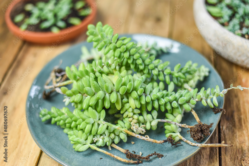 Urban Jungle sedum burrito pflegen um umtopfen auf Arbeitstisch, Zimmerpflanzen vermehren, Schlangen-Fetthenne Urban Jungle sedum burrito pflegen um umtopfen auf Arbeitstisch, Zimmerpflanzen vermehren, Schlangen-Fetthenne