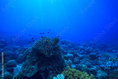underwater sponge marine life / coral reef underwater scene abstract ocean landscape with sponge © kichigin19